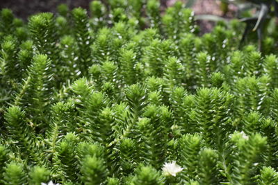 Close-up of pine tree