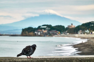 Birds against ocean and volcanic mountain in the morning