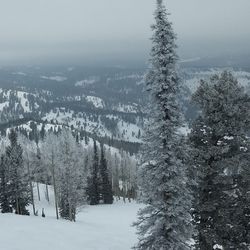 Scenic view of snow covered field