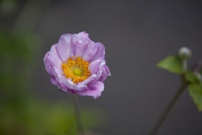 Close-up of pink flower