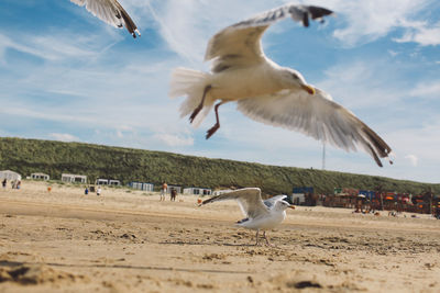 Seagull flying over beach