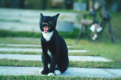 Close-up of cat yawning on grass