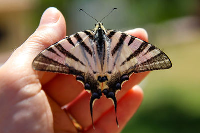 Close-up of butterfly on hand