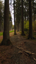 Trees growing in forest