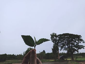 Person holding leaves against clear sky