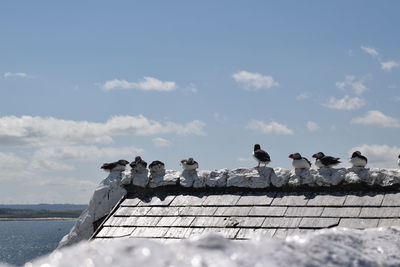 Seagulls perching on a bird against sky