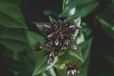 Close-up of pink flowering plant