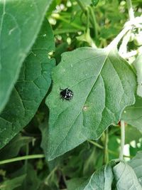 Close-up of insect on leaves