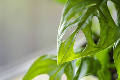 Monstera monkey mask or obliqua or adansonii stands on the windowsill. home plants care concept.