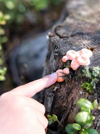 Close-up of hand touching fungus on tree trunk