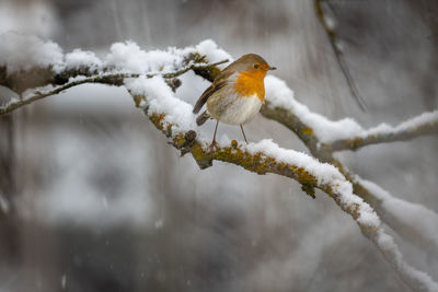 Close-up of redbreast robin bird perching on snowy branch