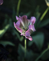 Close-up of purple flower