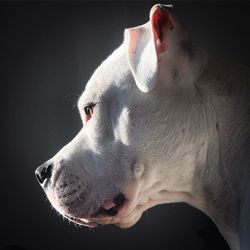 Close-up of dog looking away against black background