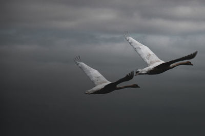 Low angle view of seagull flying in sky