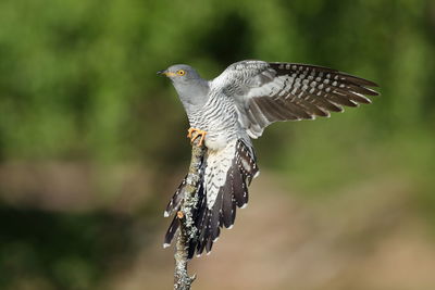 Close-up of eagle flying