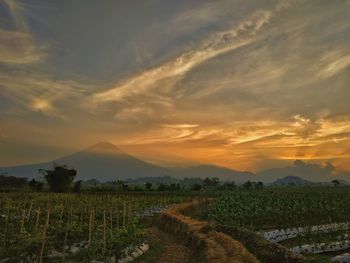Scenic view of vineyard against sky during sunset