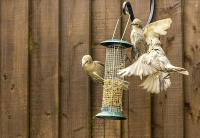 Close-up of bird perching on wooden sculpture