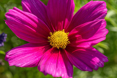 Close-up of pink flower