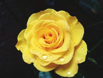 Close-up of rose bud