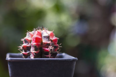 Close-up of succulent plant in pot