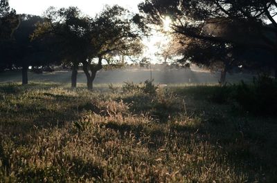 Sunlight streaming through trees on grassy field