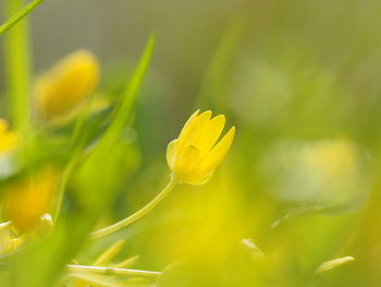 Close-up of yellow flowering plant