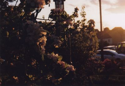 Close-up of flowering plant against sky