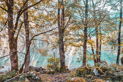 Trees in forest during autumn