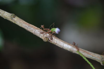 Close-up of insect on plant