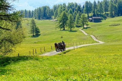 View of horse cart on land