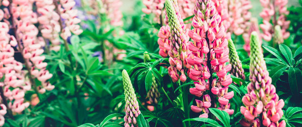 Summer background with blooming bright pink lupine flowers. beautiful nature scene. moody bold color