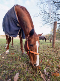 Horse standing in ranch