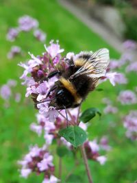 Close-up of bee pollinating on flower