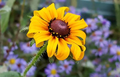 Close-up of yellow flower
