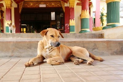 Portrait of dog