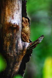 Frog hides tree