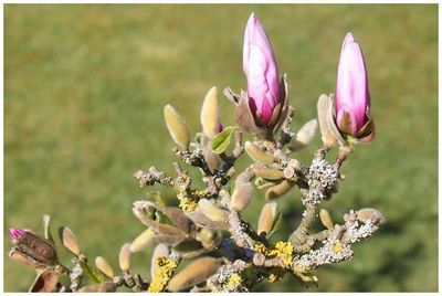 Close-up of pink flower