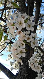 Low angle view of cherry blossom tree