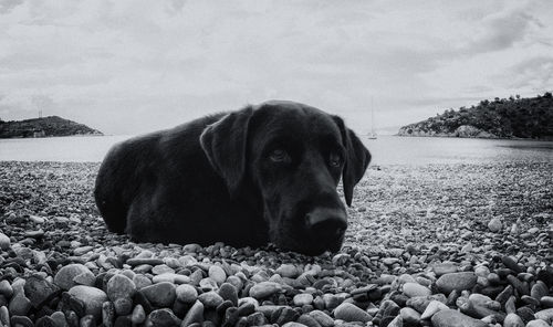 View of dog on beach