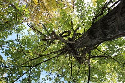 Low angle view of trees against the sky