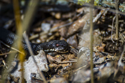 Close-up of frog in water