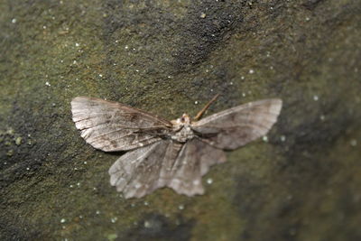 High angle view of butterfly on leaf