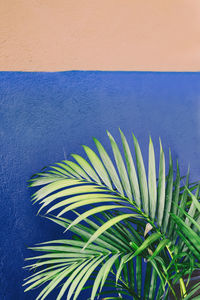 Close-up of palm tree against blue wall