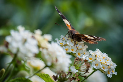 Close-up of butterfly pollinating on flower