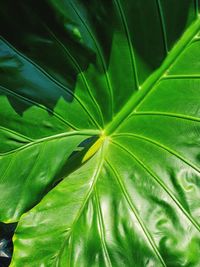 Full frame shot of palm leaf