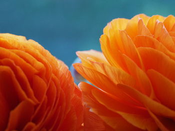 Close-up of orange flowers