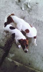 Close-up of dog