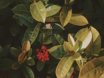 High angle view of flowering plant