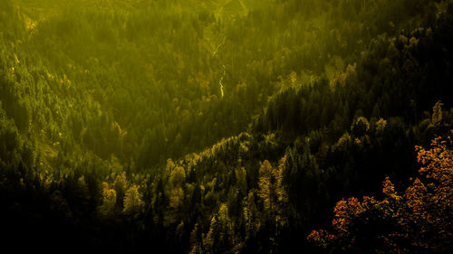 Pine trees in forest