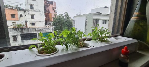 Potted plants on window sill of building